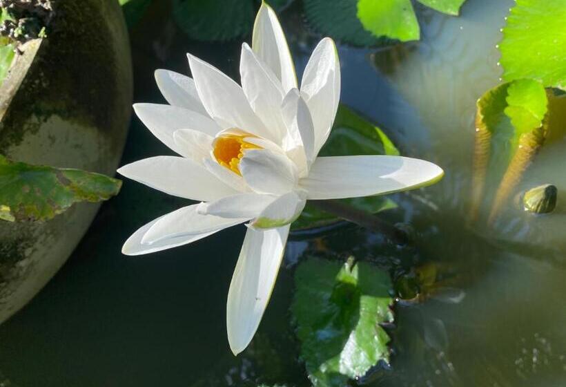 酒店 Damith Guest House