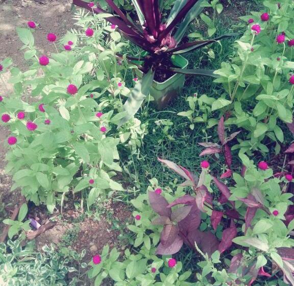 호텔 Himasha Guest