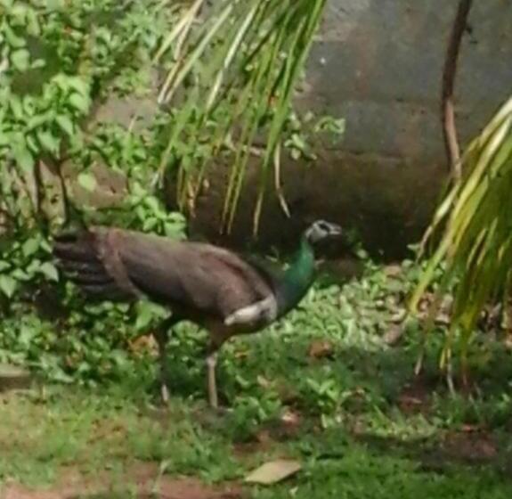 호텔 Himasha Guest