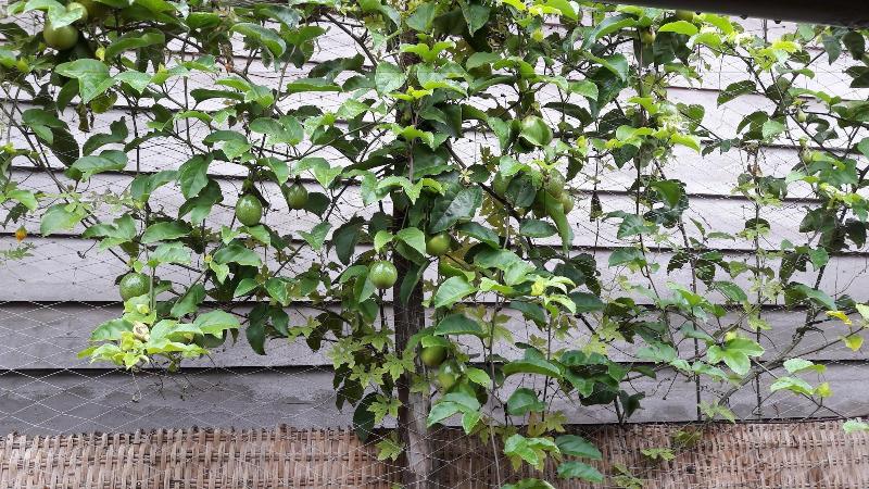 هتل Seaside Villa