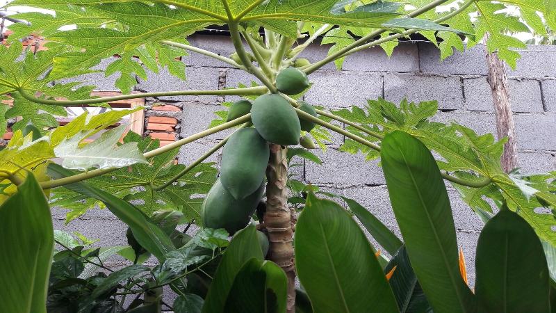 هتل Seaside Villa