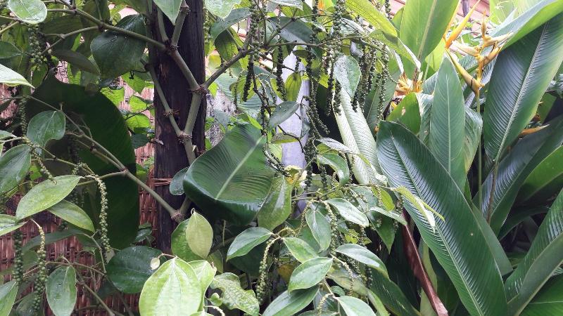 هتل Seaside Villa