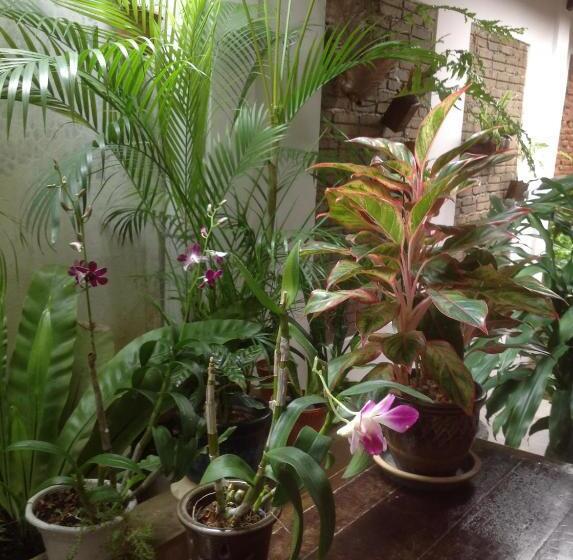 Pension Palm Mansion Boutique Suites