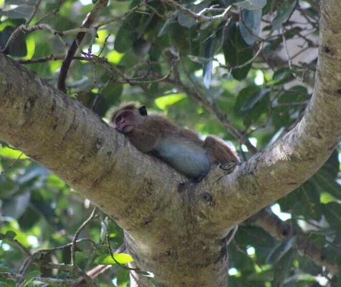 Пансион Talalla Bay Beach