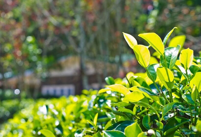 Пансион The Greendale Bungalow