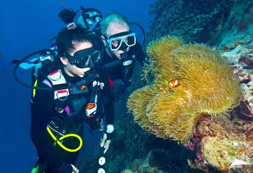 Dolphin House Resort Moalboal