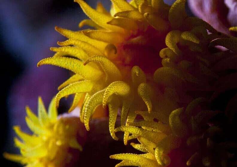 Dolphin House Resort Moalboal