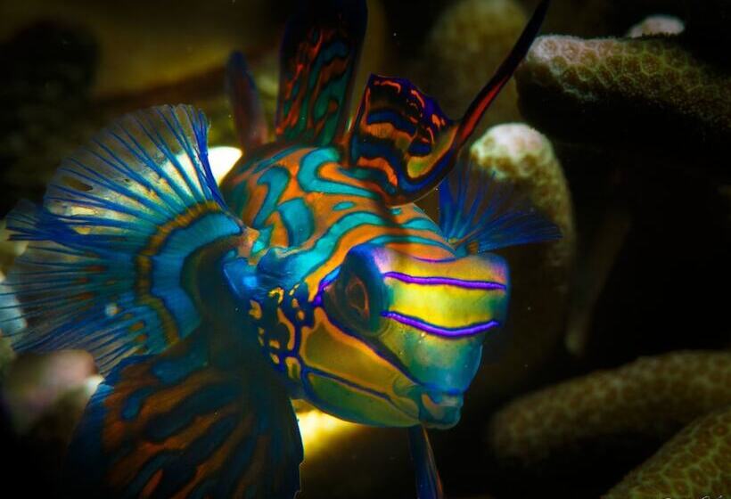 Turtle Bay Dive Resort