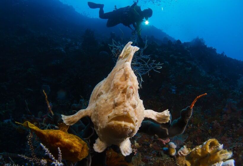 Turtle Bay Dive Resort