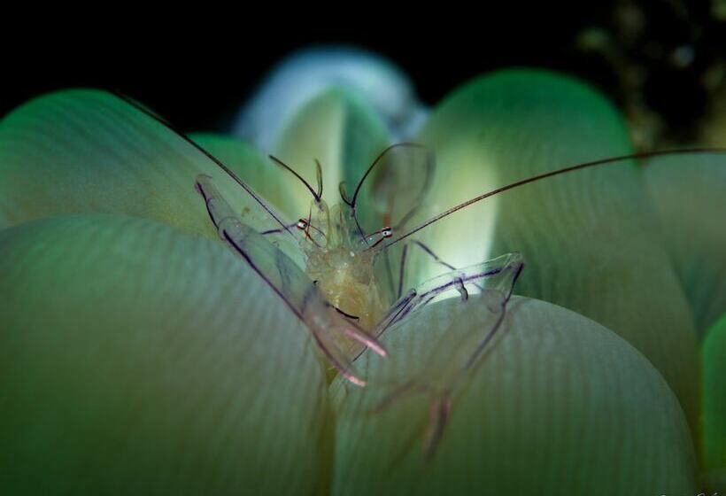 Turtle Bay Dive Resort