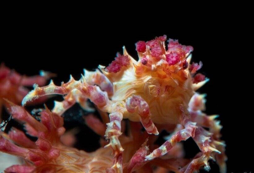 Turtle Bay Dive Resort