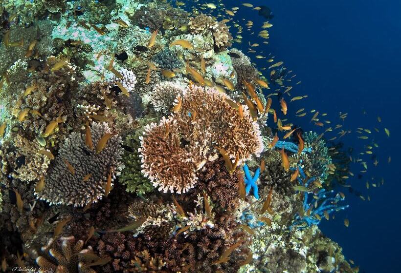 Turtle Bay Dive Resort