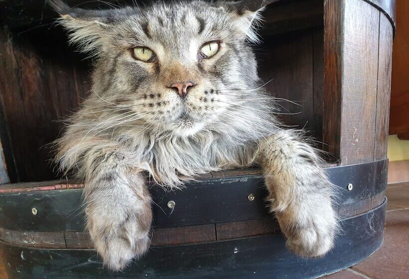 Agriturismo Colleverde