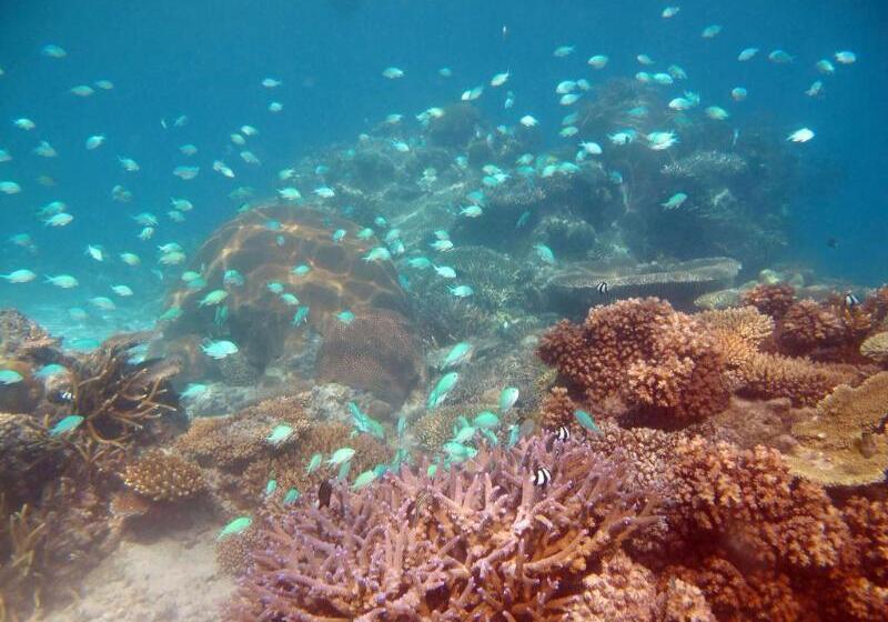 فندق Mantaray Island Resort