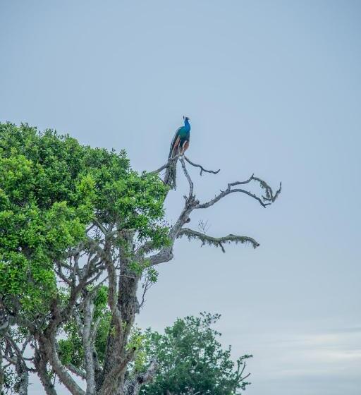 אתר נופש Animal View Point Yala