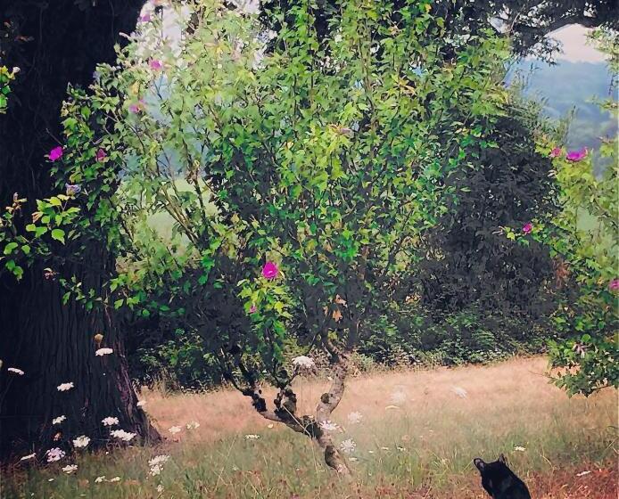 בית מלון כפרי Métairie De Moutiques