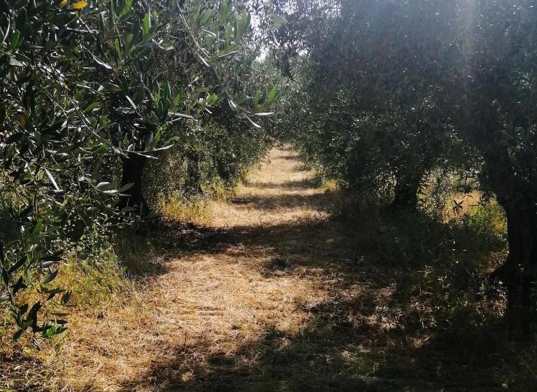 住宿加早餐  La Stanza @ Olive Hill Sabina