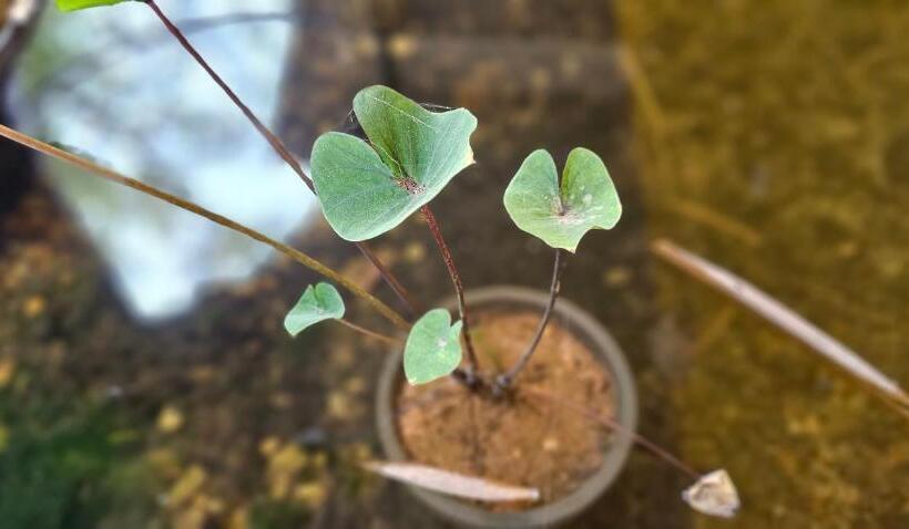 فندق Megam Guest House