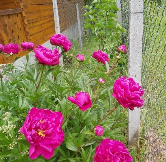 פנסיון Casa De Vacanta Padis