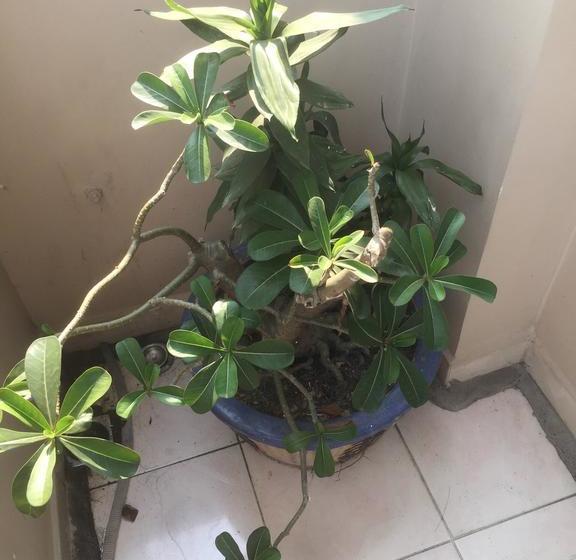 هاستل Ae Guest House