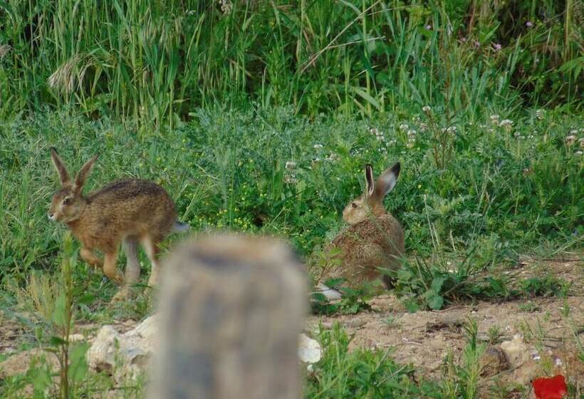 住宿加早餐 La Ferme Aux Oies