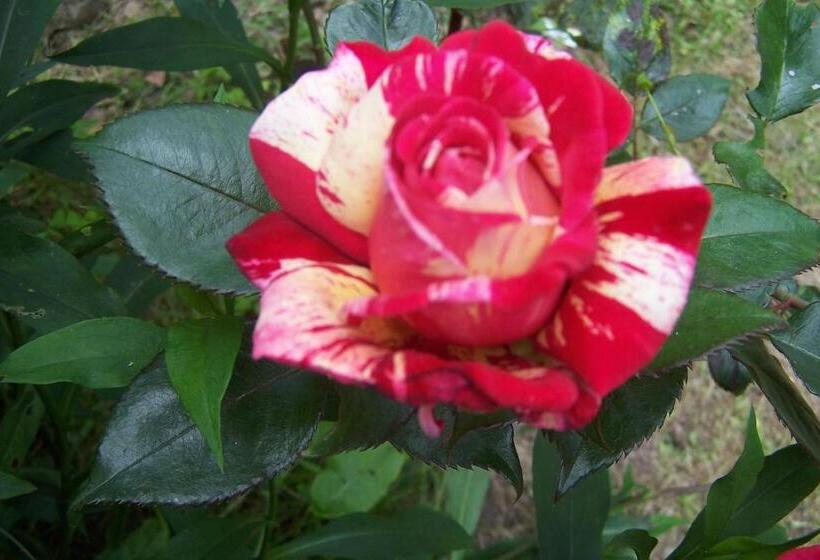 צימר Le Moulin Du Bignon