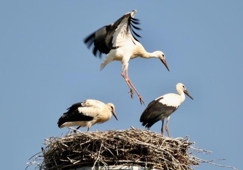 酒店 Hôtel Restaurant Kuentz