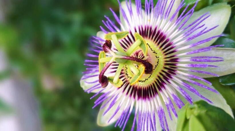 펜션 La Passiflore