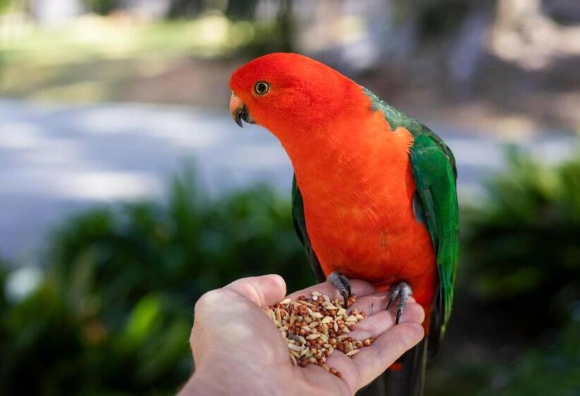 펜션 Rosella S On Springbrook