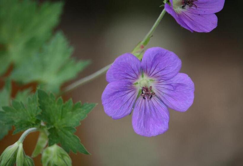 ベッドアンドブレックファースト Chambre D Hôtes Chez Maguy B Villa Makeire