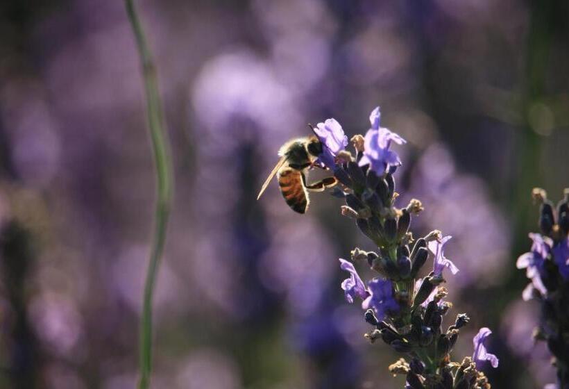 ベッドアンドブレックファースト Chambre D Hôtes Chez Maguy B Villa Makeire