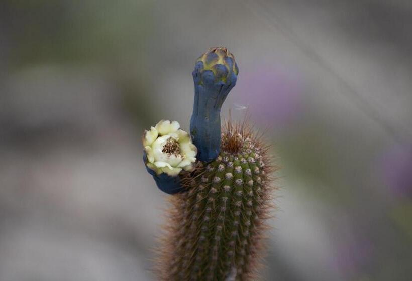 ユースホステル Villa Madorna