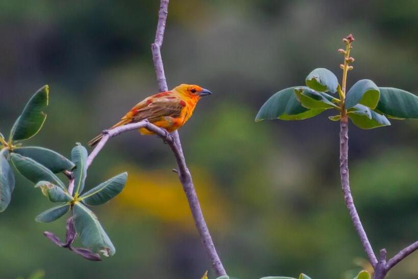 ユースホステル Villa Madorna