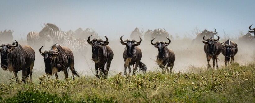 فندق Africa Safari South Serengeti