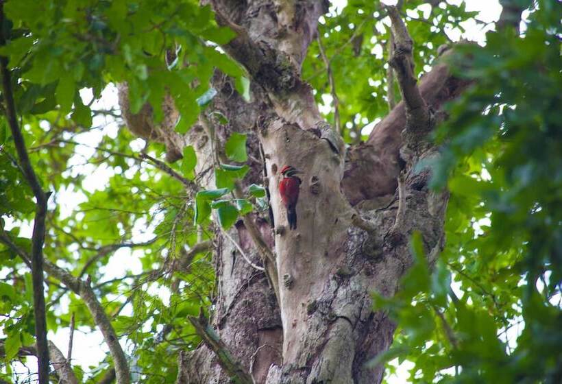 酒店 Villa Pinnawala & Restaurant