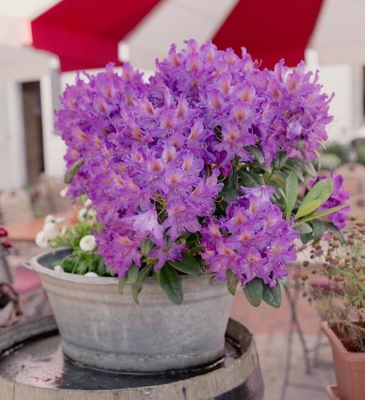 צימר Heinsens Ellerbek