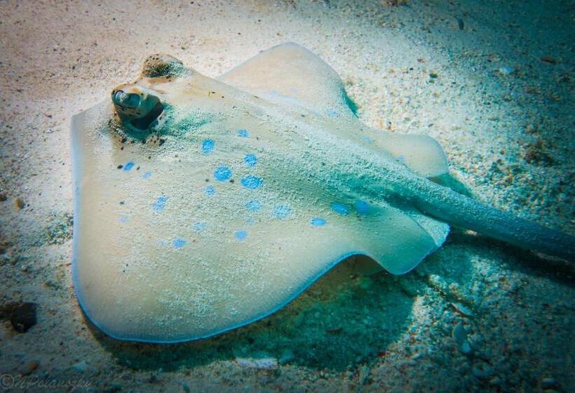 Forra Dive Resort Pattaya Beach