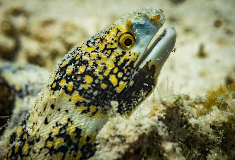 Forra Dive Resort Pattaya Beach