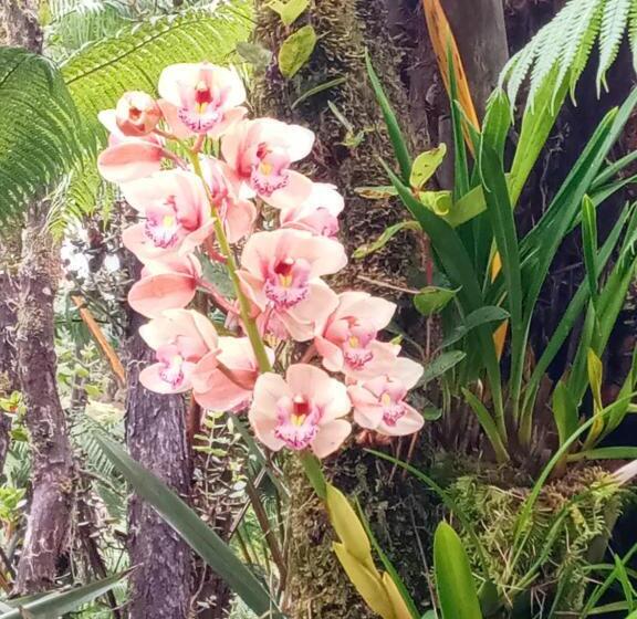 ホテル Aloha Crater Lodge