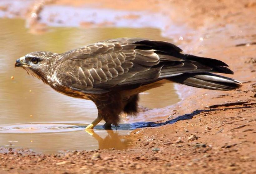 فندق Finfoot Lake Reserve By Dream Resorts