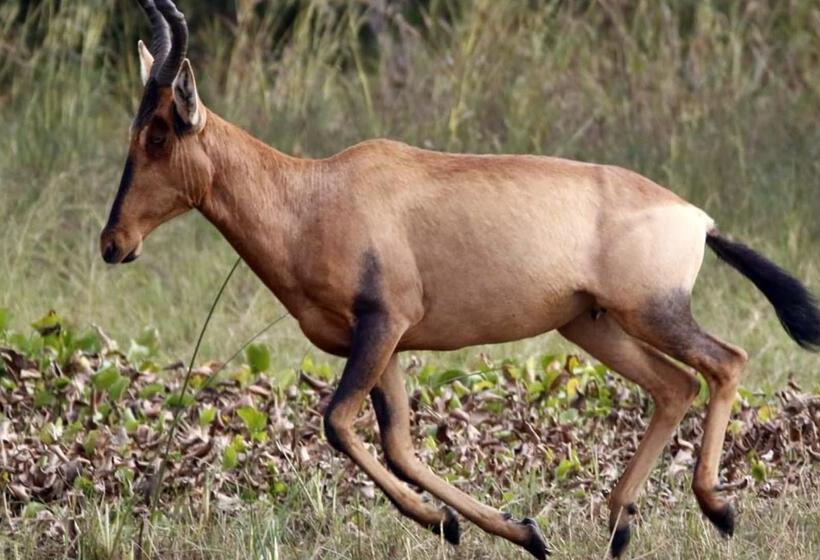 فندق Finfoot Lake Reserve By Dream Resorts