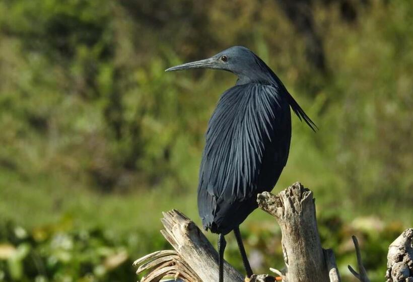 فندق Finfoot Lake Reserve By Dream Resorts