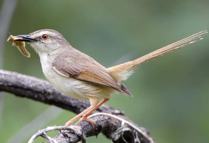 فندق Finfoot Lake Reserve By Dream Resorts