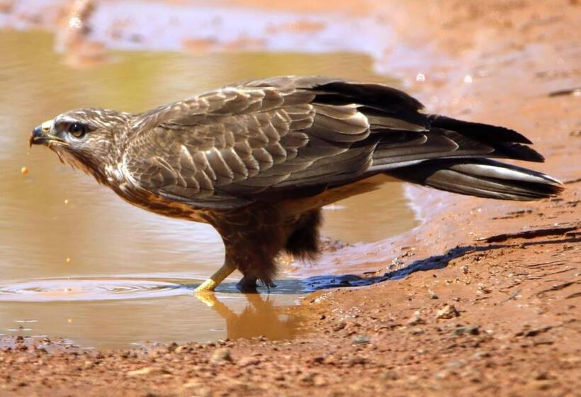 فندق Finfoot Lake Reserve By Dream Resorts