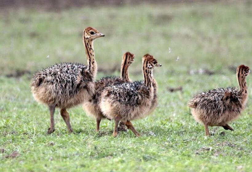 בית מלון כפרי Finfoot Lake Reserve By Dream Resorts