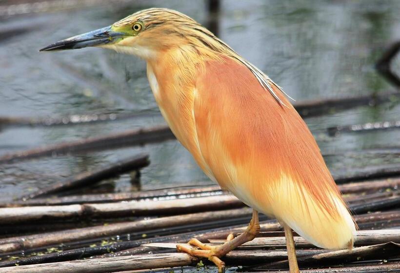 فندق Finfoot Lake Reserve By Dream Resorts