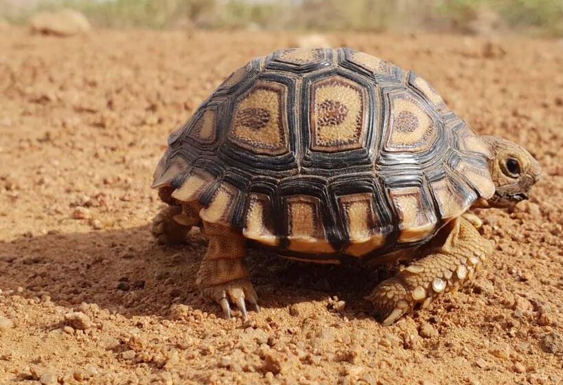 בית מלון כפרי Finfoot Lake Reserve By Dream Resorts