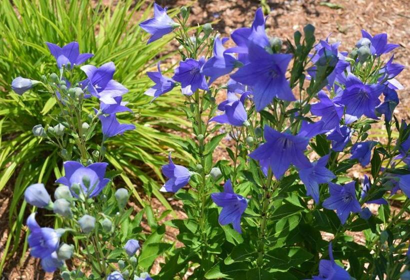 Отель The Escape Inn