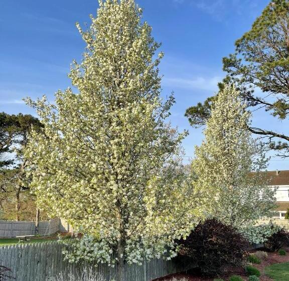 Отель The Escape Inn