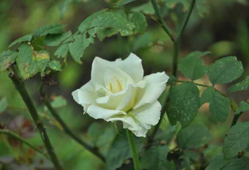 ペンション Sujatha Tourist Rest